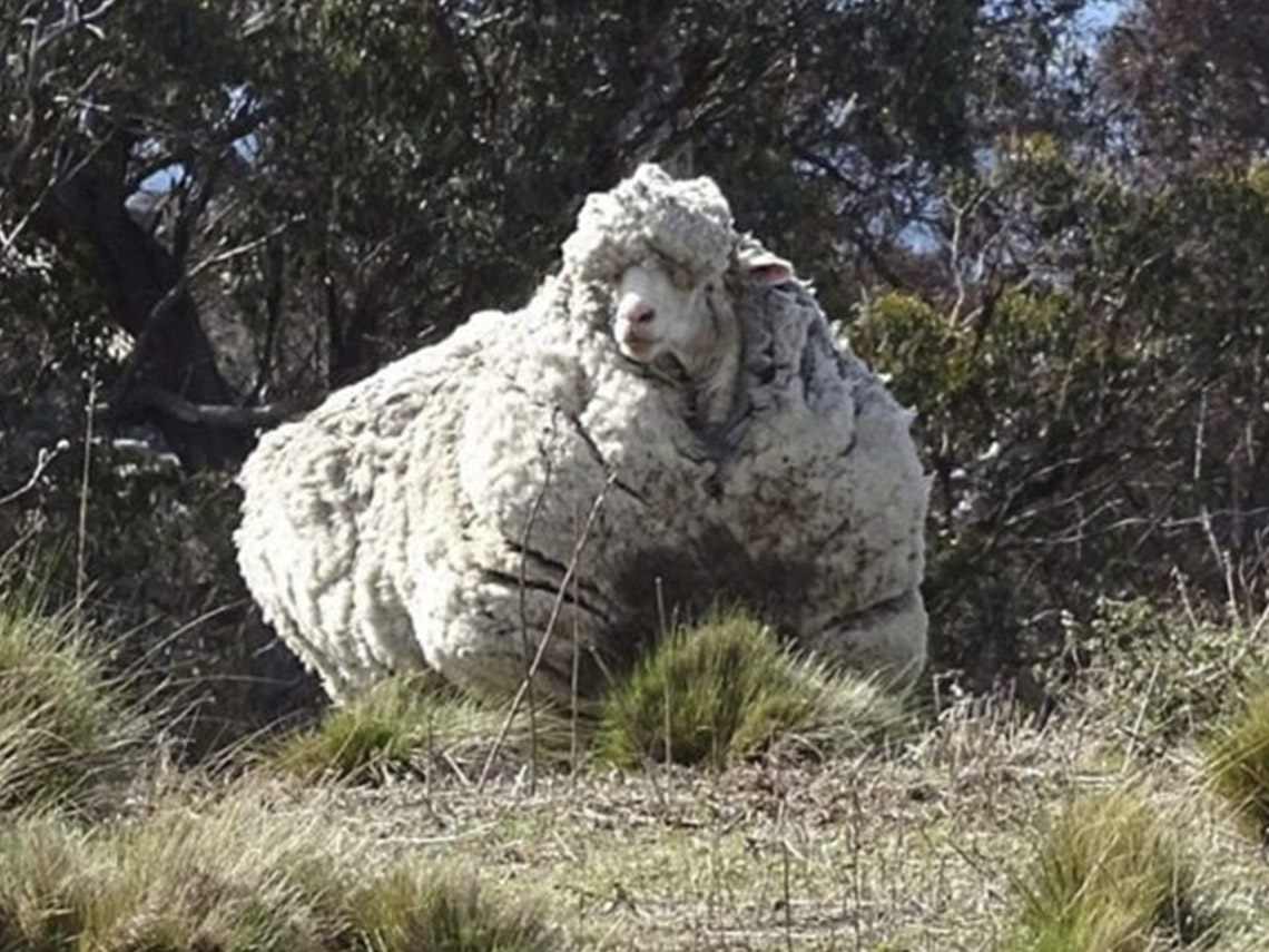 A large sheep standing in the grass near some trees.