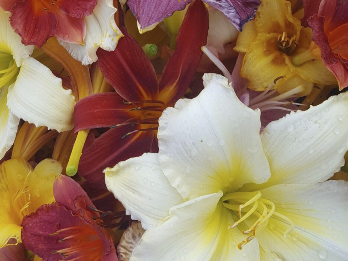 A close up of some flowers with different colors