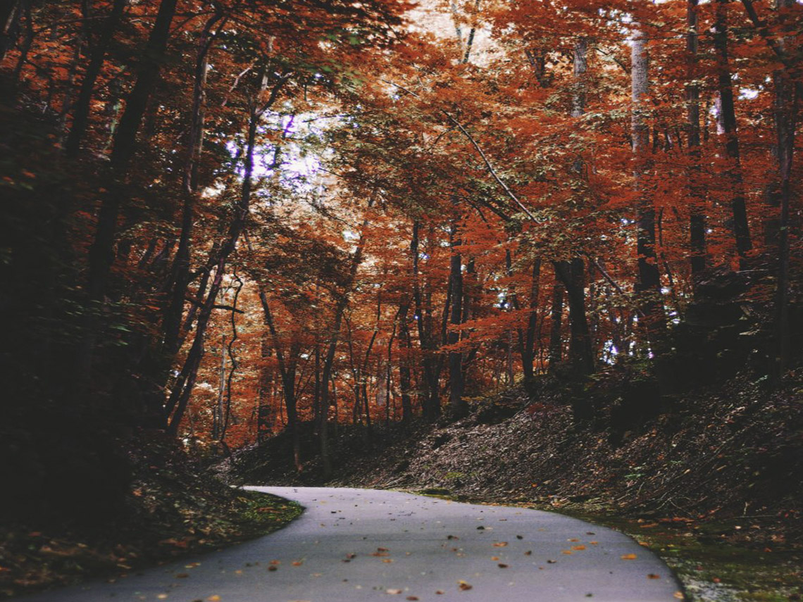 A road in the middle of a forest with leaves on it.