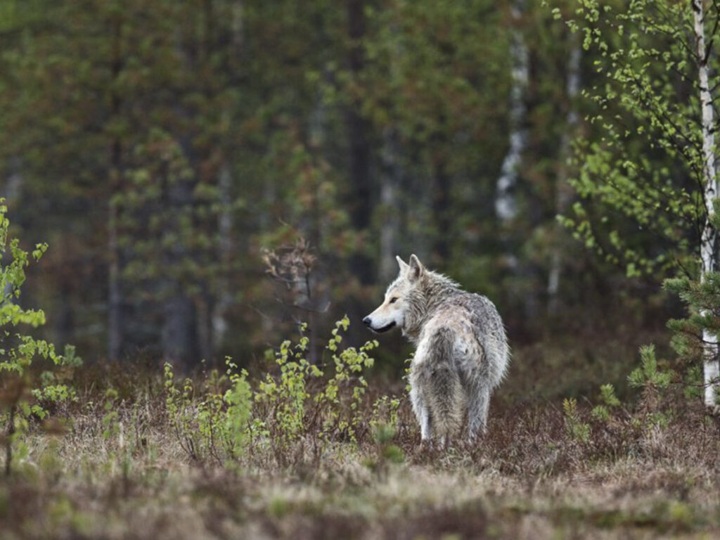 A wolf standing in the grass near trees.