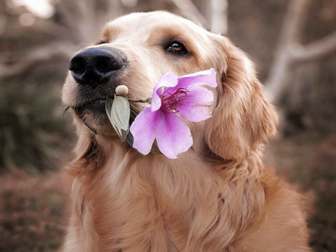 A dog with a flower in its mouth.