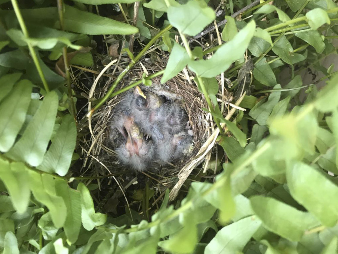 A bird nest with its eggs in the middle of some bushes.