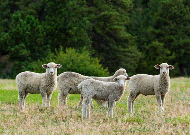 A herd of sheep standing on top of a grass covered field.