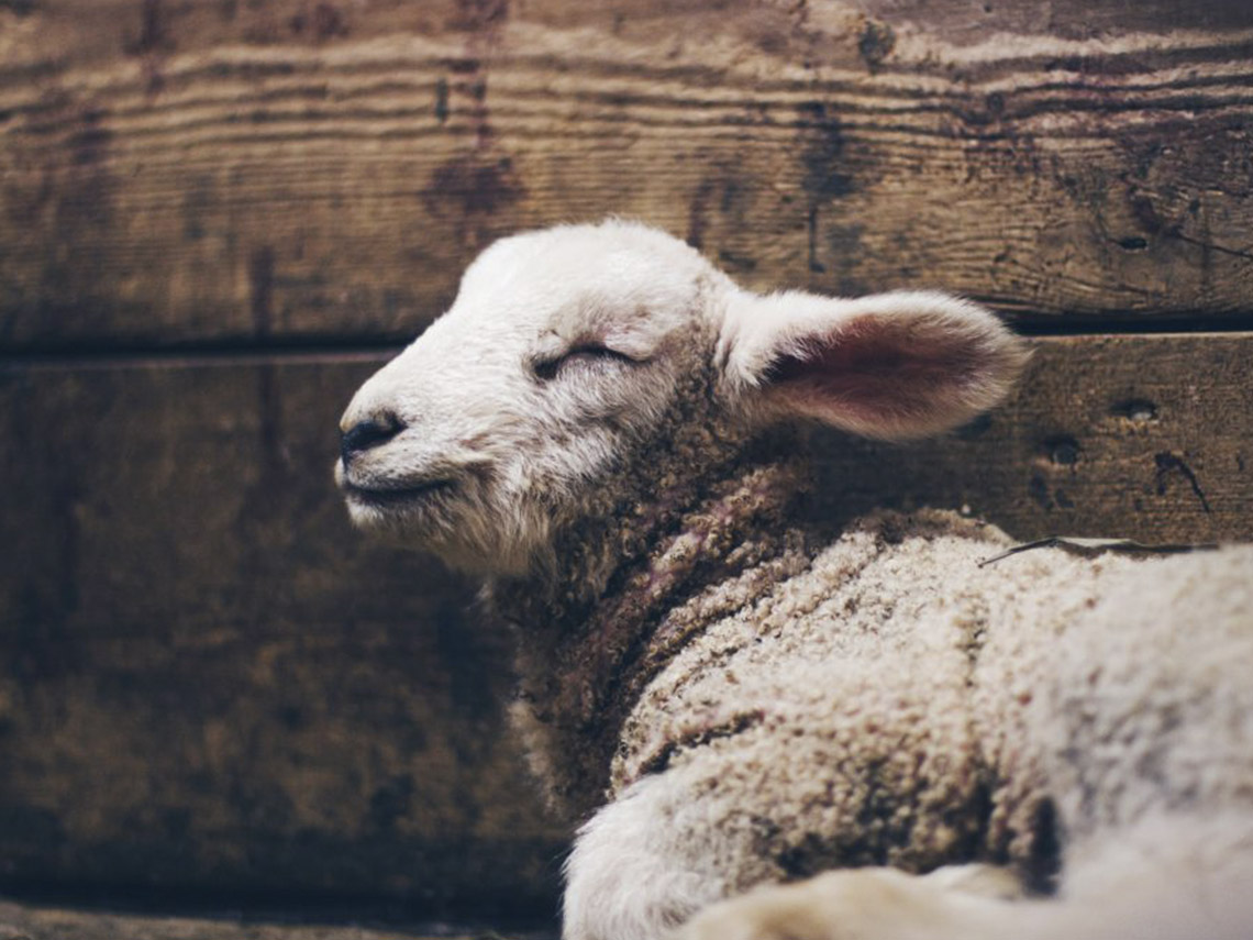 A sheep is laying down on the ground.