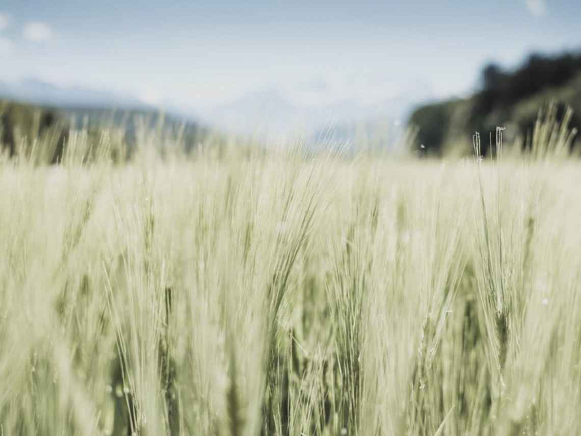 A field of grass with trees in the background.