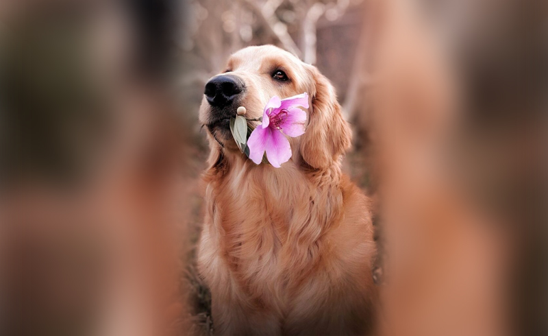 A dog with a flower in its mouth.