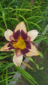 A close up of the flower of a daylily