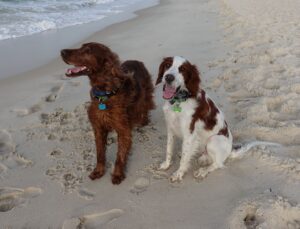 Two dogs are standing on the beach near water.