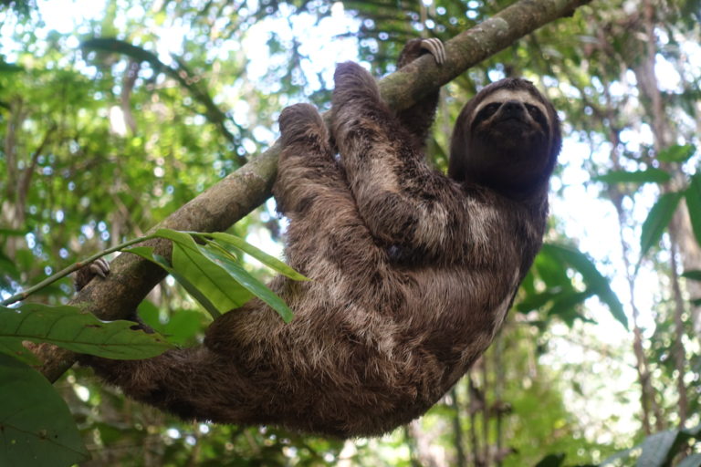 A sloth hanging from the branch of a tree.