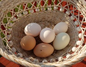 A basket of eggs with one egg in it.