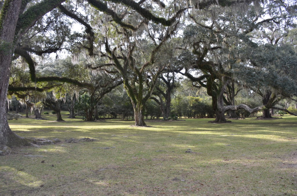 A large tree is in the middle of a field.