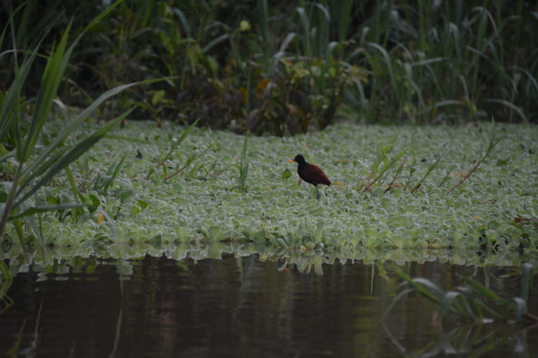 A bird sitting on the ground near water.