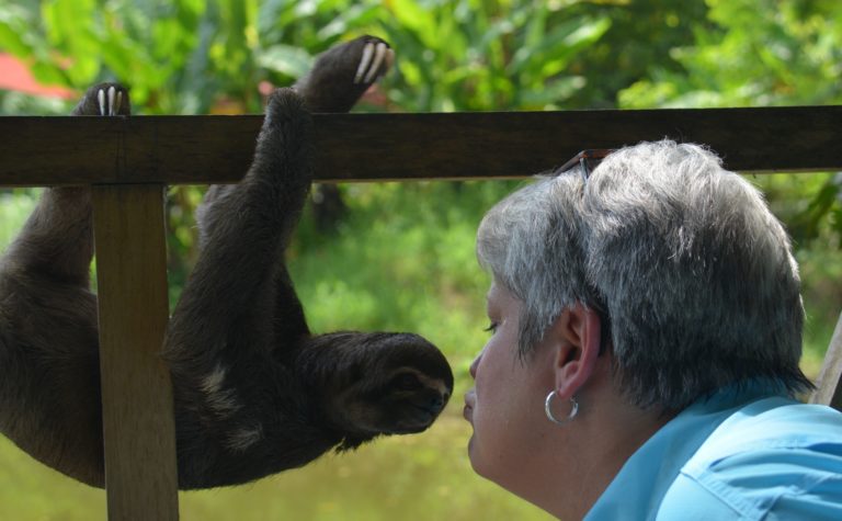 A woman is looking at a sloth hanging on the side of a fence.