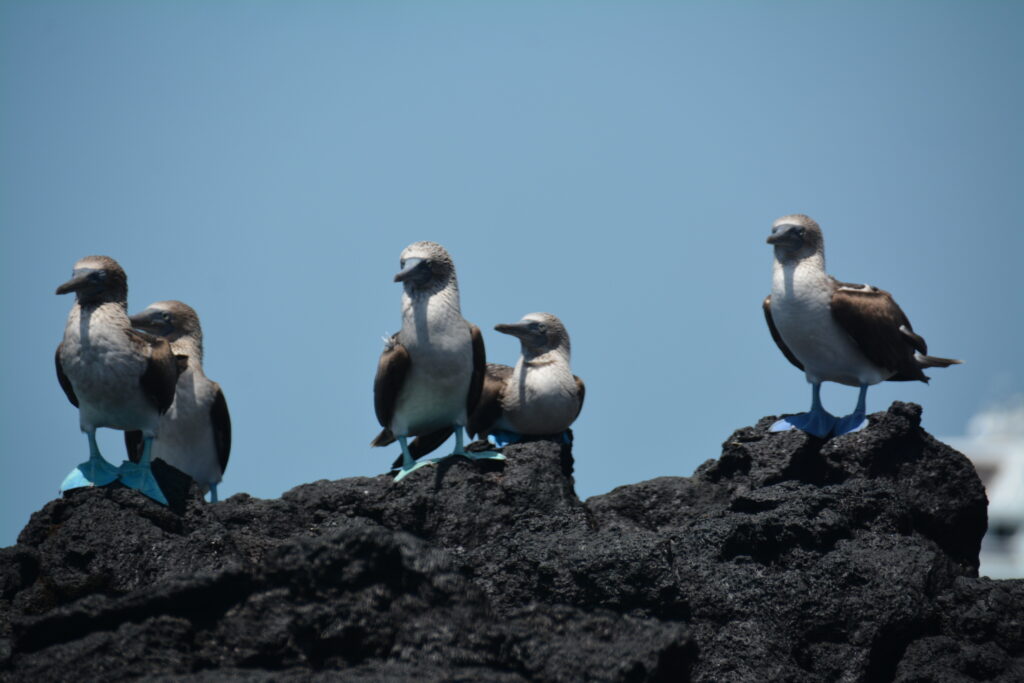 A group of birds sitting on top of a rock.