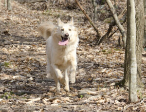 A dog running in the woods with its tongue hanging out.
