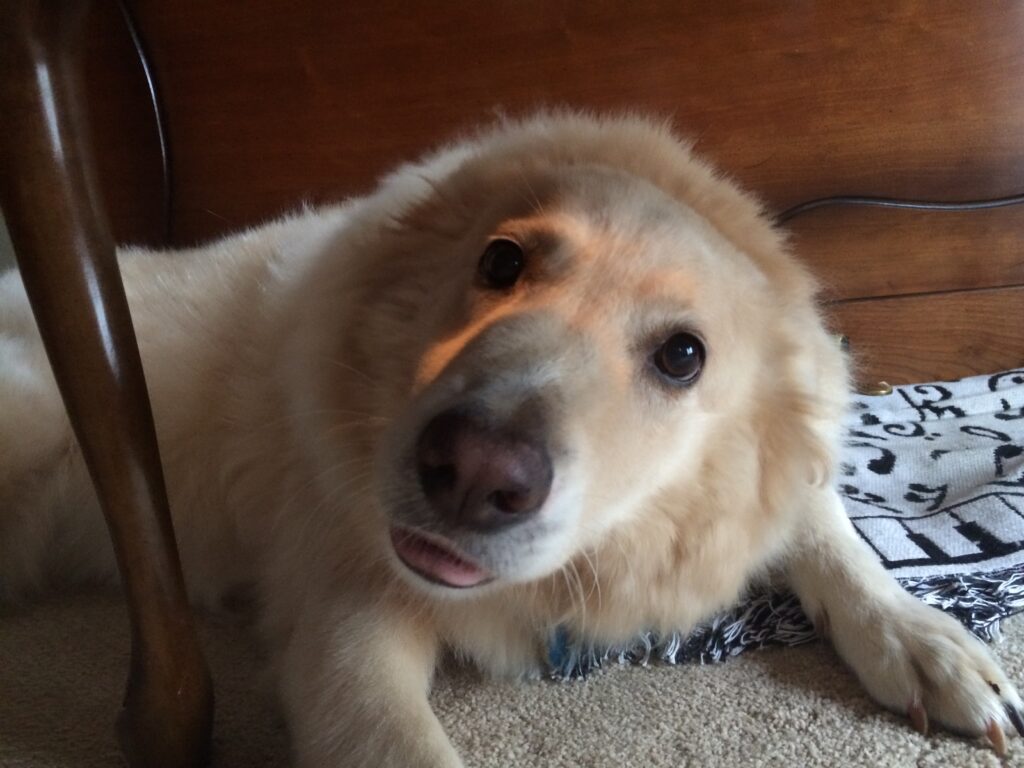 A dog with an orange tag on its nose.