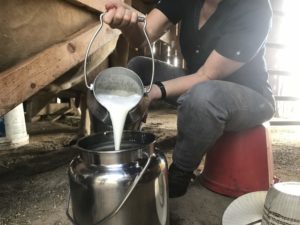 A person pouring milk into a metal container.