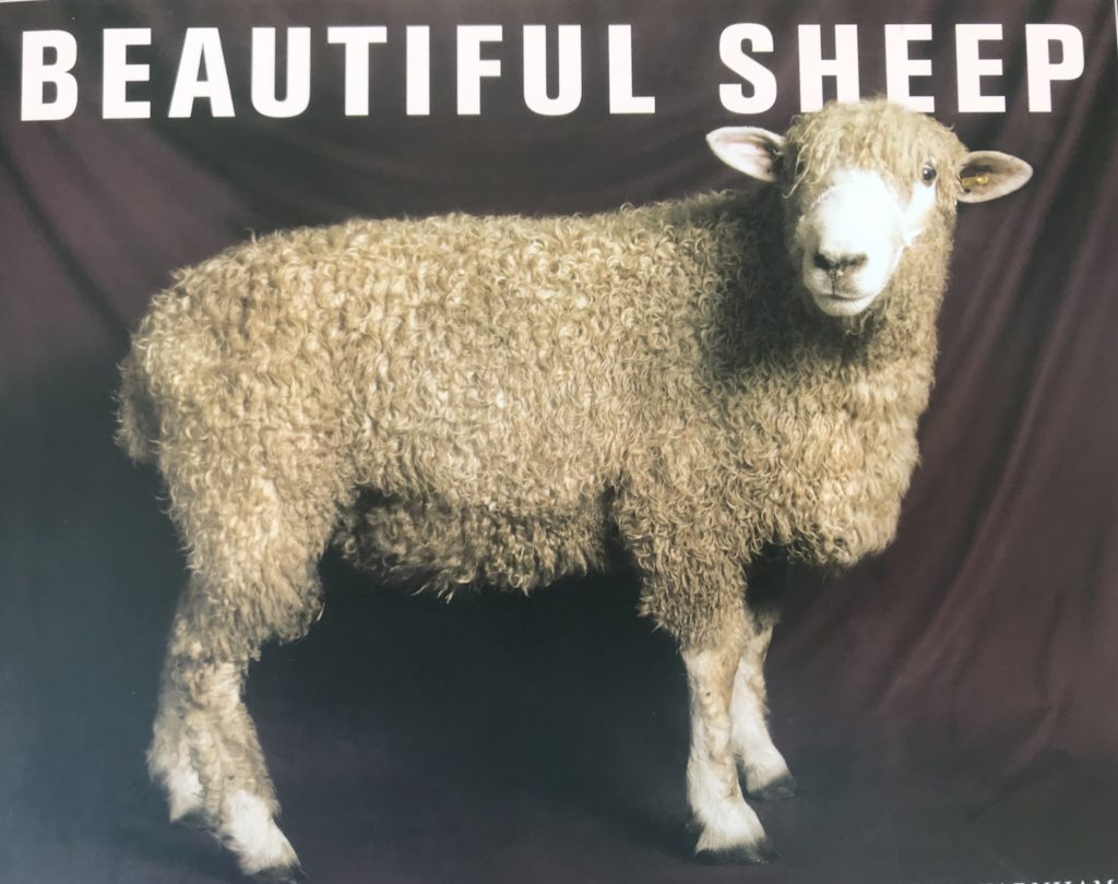 A sheep standing in front of a brown wall.