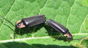 Two black beetles are sitting on a green leaf.