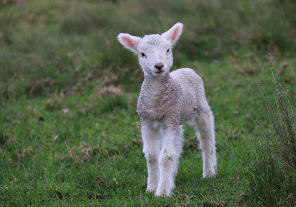 A lamb standing in the grass looking at the camera.