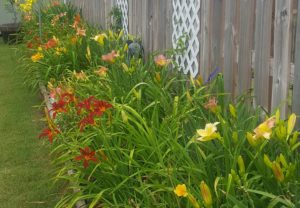 A garden with many flowers in the foreground.