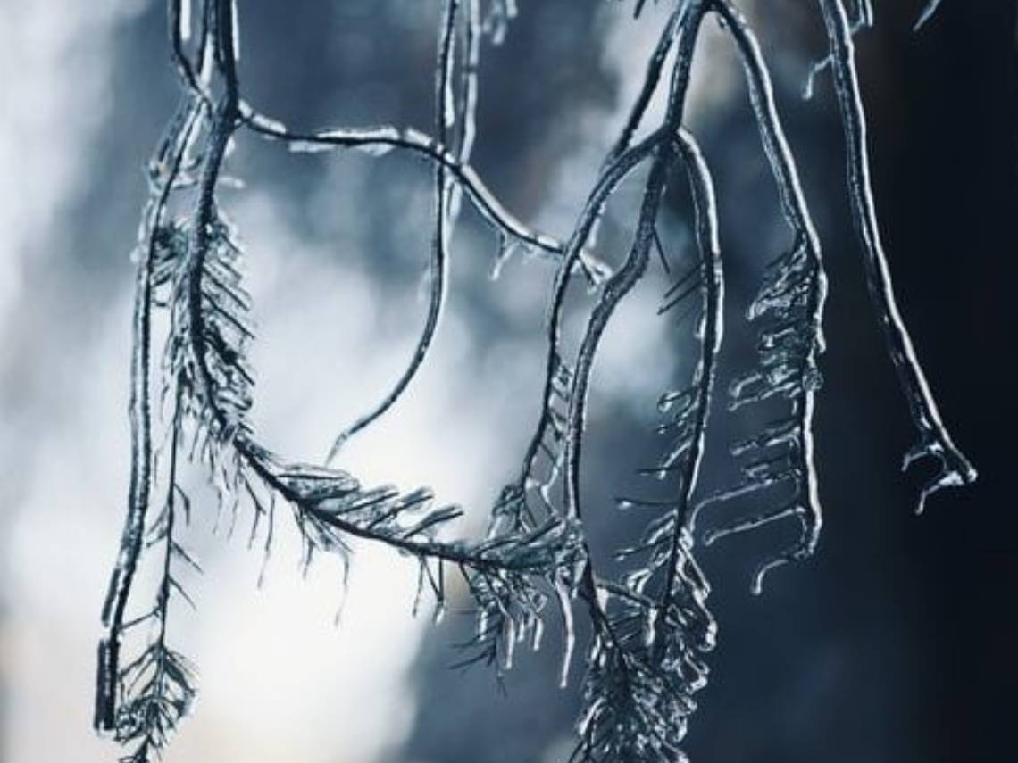 A tree branch with ice on it