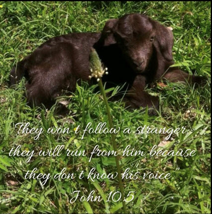 A dog laying in the grass with a bible verse.