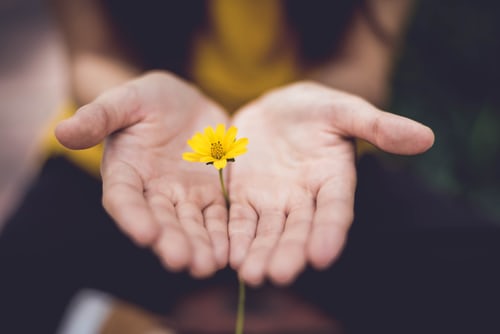 A person holding a flower in their hands.