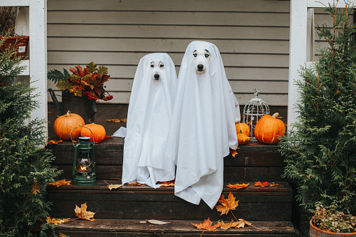 Two dogs dressed as ghosts on a porch.