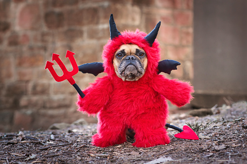 A dog dressed up like a devil with horns and tail.