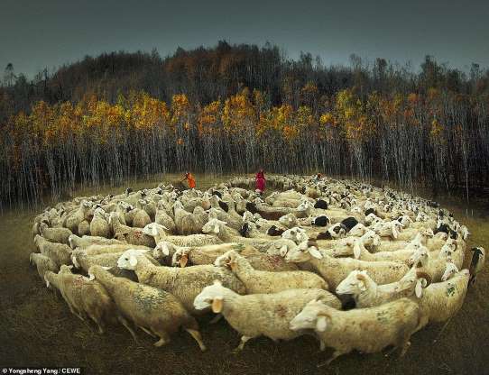 A herd of sheep in the middle of a field.