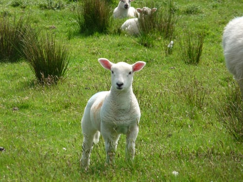 A group of sheep in the grass with one lamb looking at the camera.