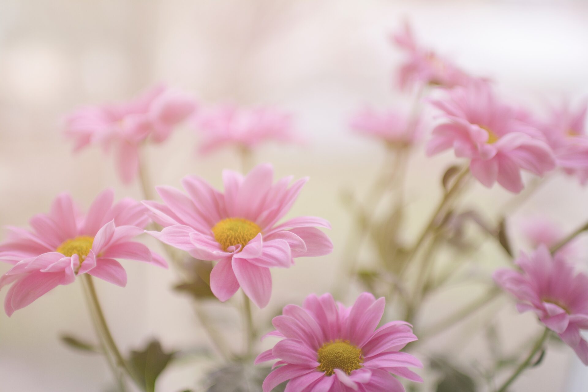 A close up of pink flowers with yellow centers