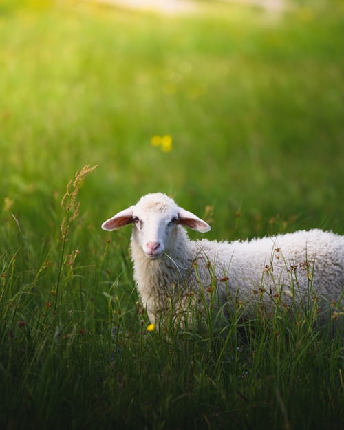 A sheep standing in tall grass with a yellow flower behind it.