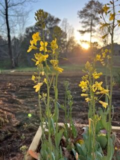 A field with yellow flowers in the foreground.