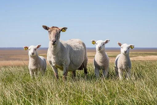 A herd of sheep standing in the grass.