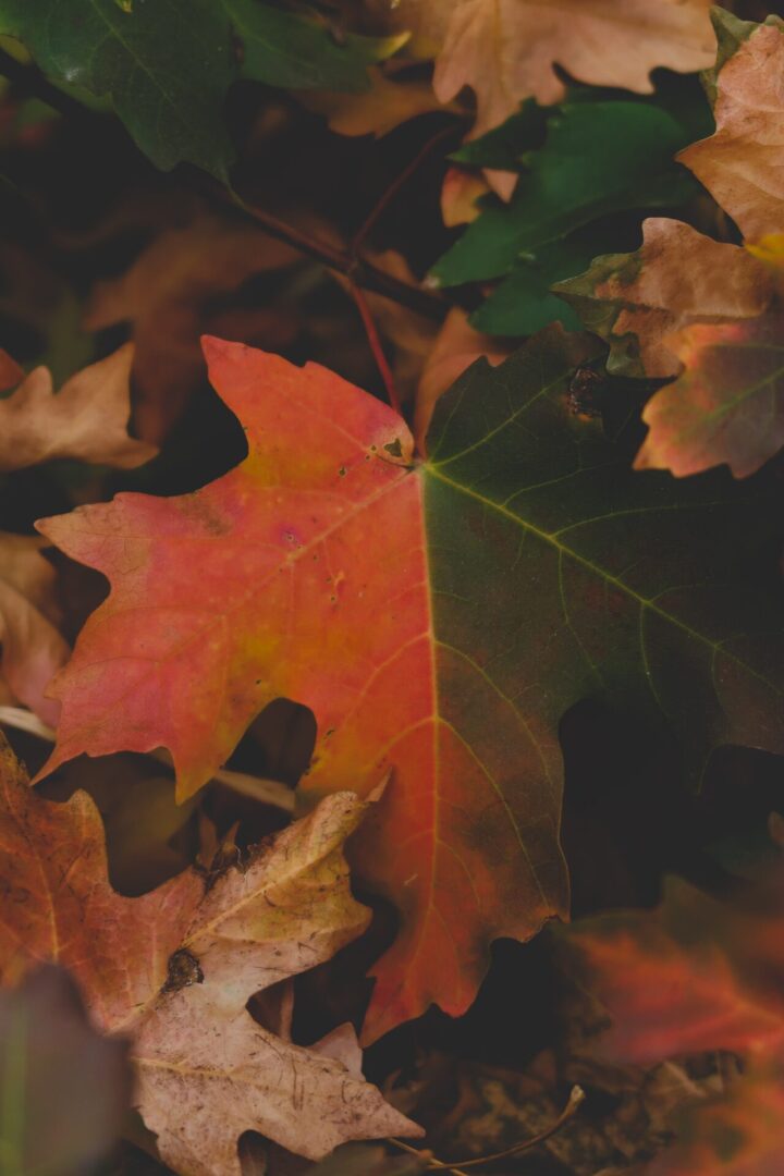 A red leaf on the ground with leaves around it