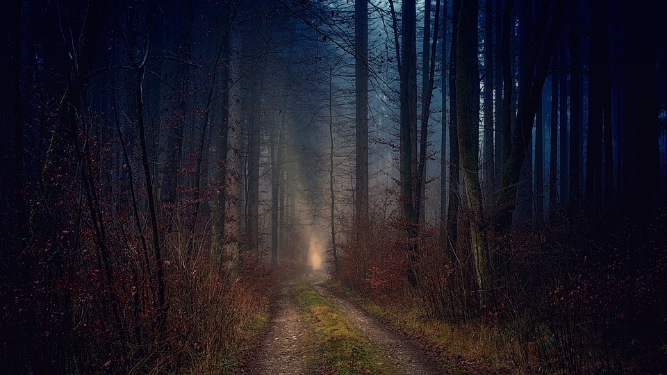 A trail in the woods with fog coming from it.