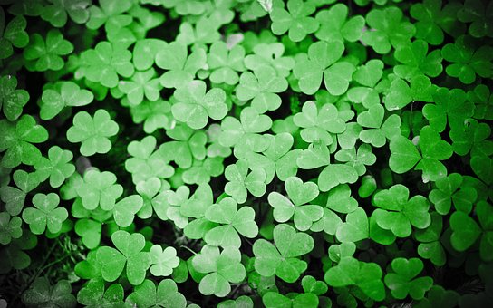 A group of green clovers in the grass.