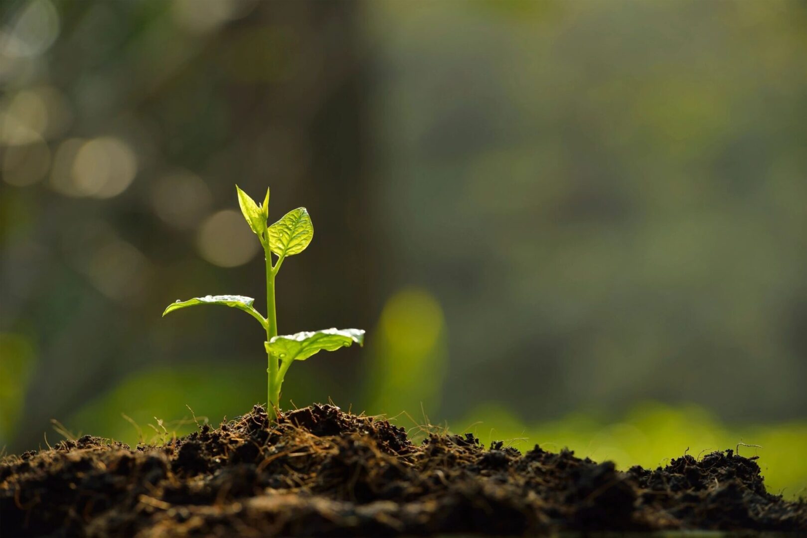 A plant growing in the middle of a dirt field.