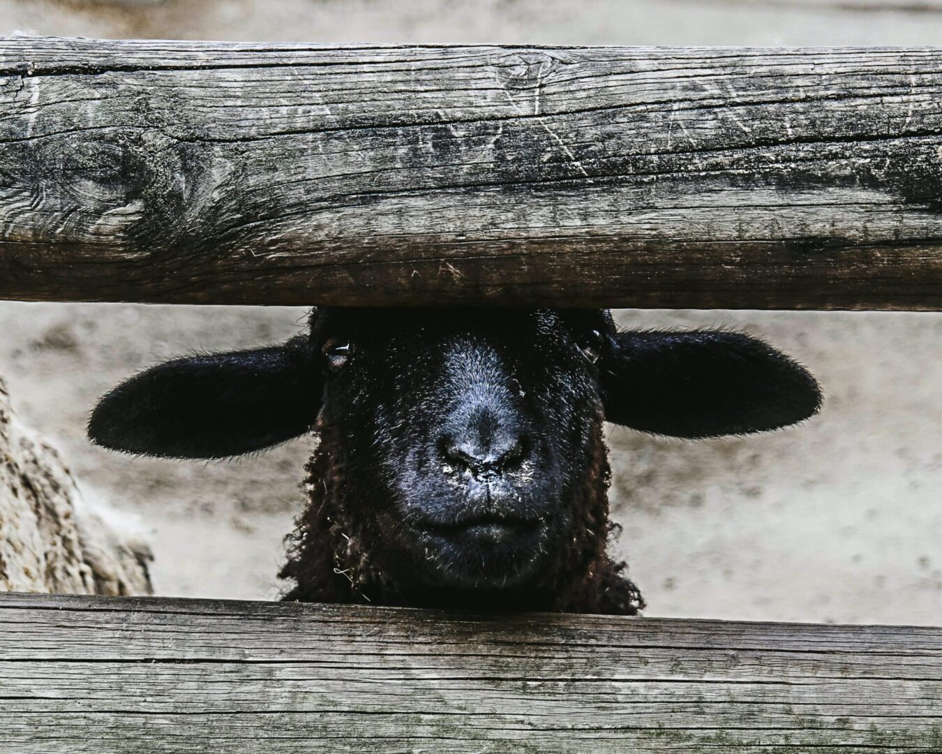 A black sheep peeking over the top of a wooden fence.