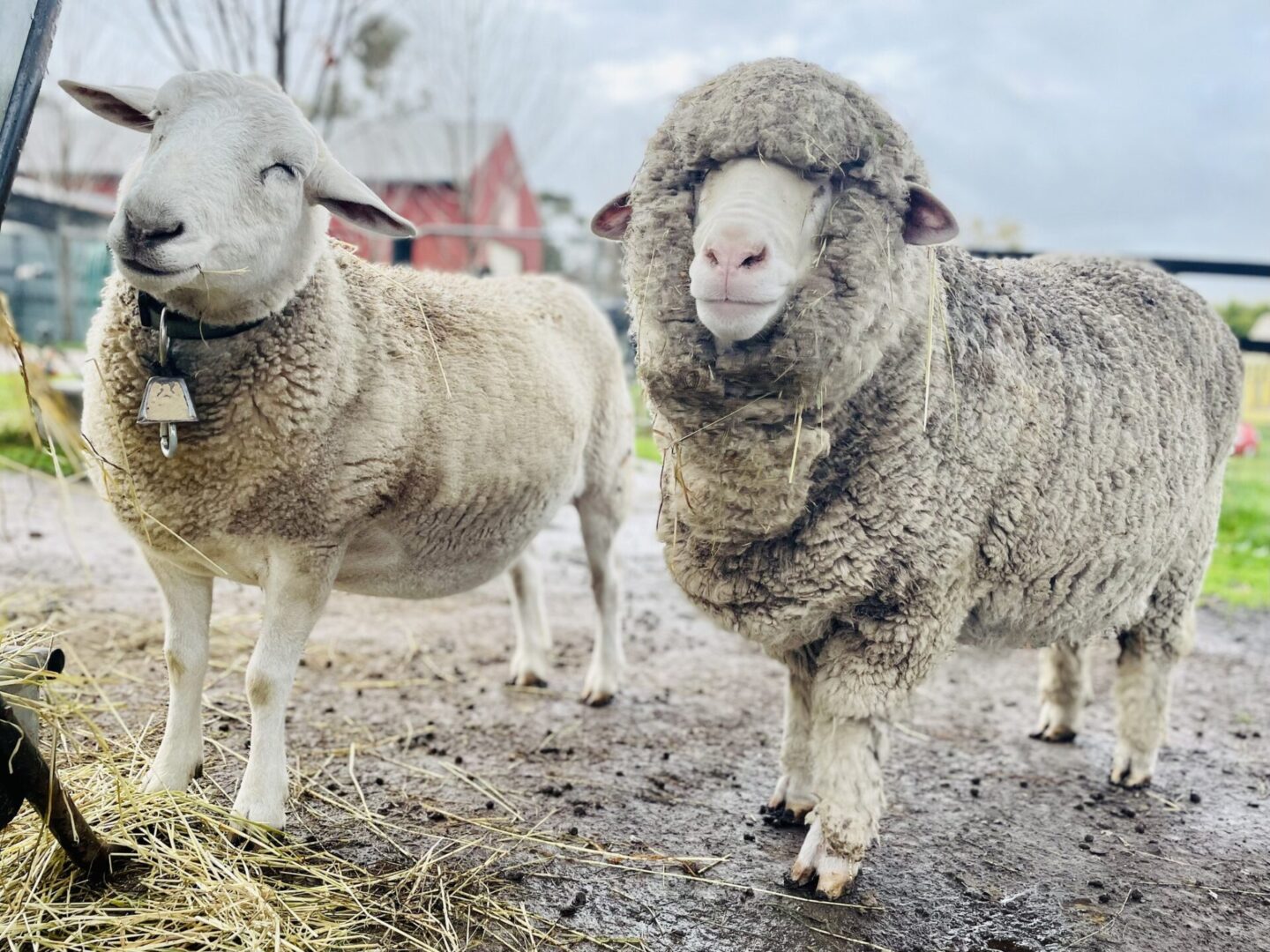 A couple of sheep standing next to each other.