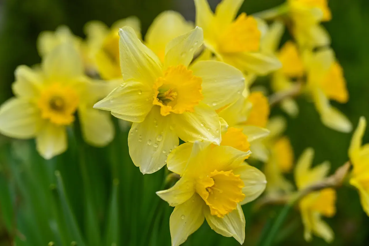 wild-daffodils-7106921_1280